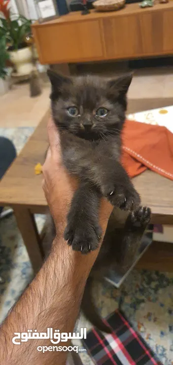 2.5 months old pure scottish straight male kitten (black)