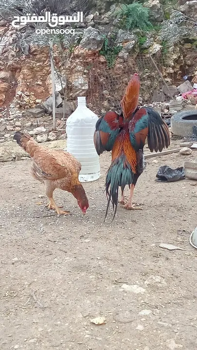 متاح بيض باكستاني خط اول..