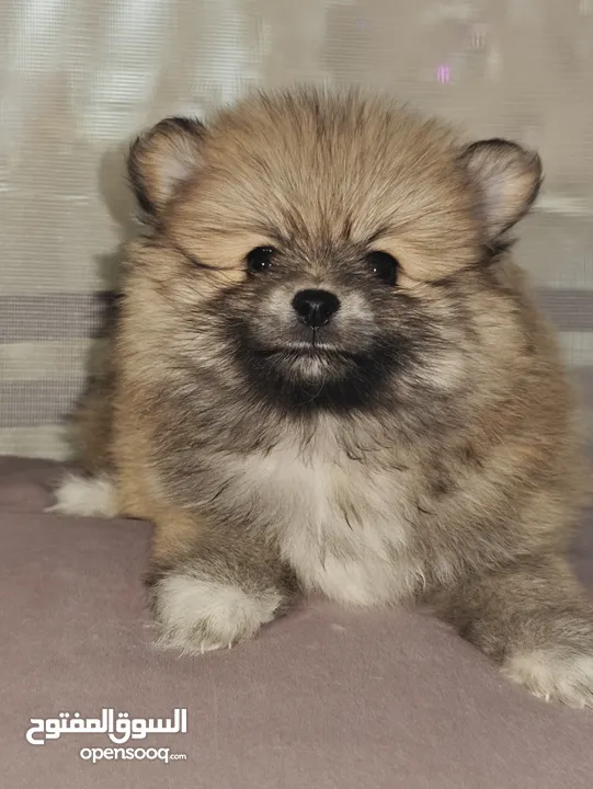 Pomeranian puppies جزاوي بوميرينيان