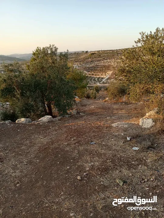 ارض مزروعة زيتون للبيع