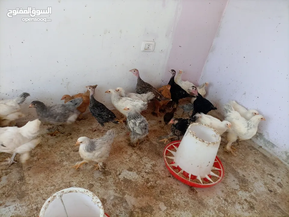 فرخات. براهمي . مشكل   في بف وفي بلاك     فرخات. ما شاء الله