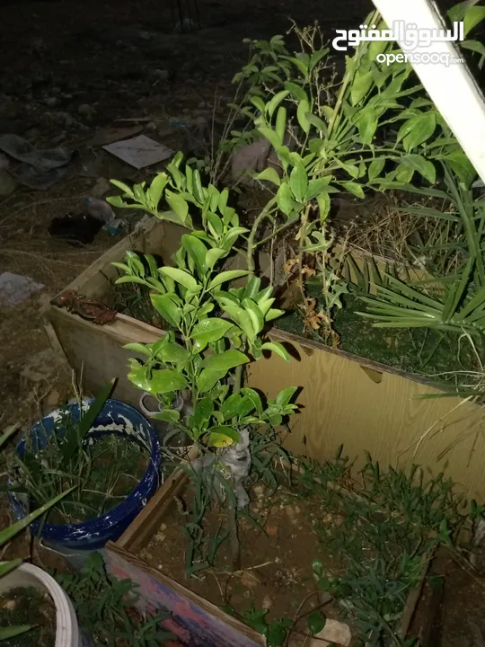 اشجار زينه