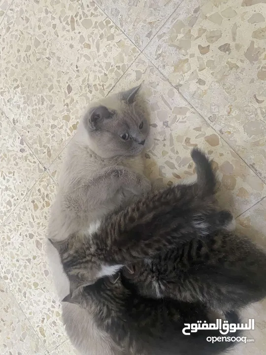 قطط للتبني كيتن