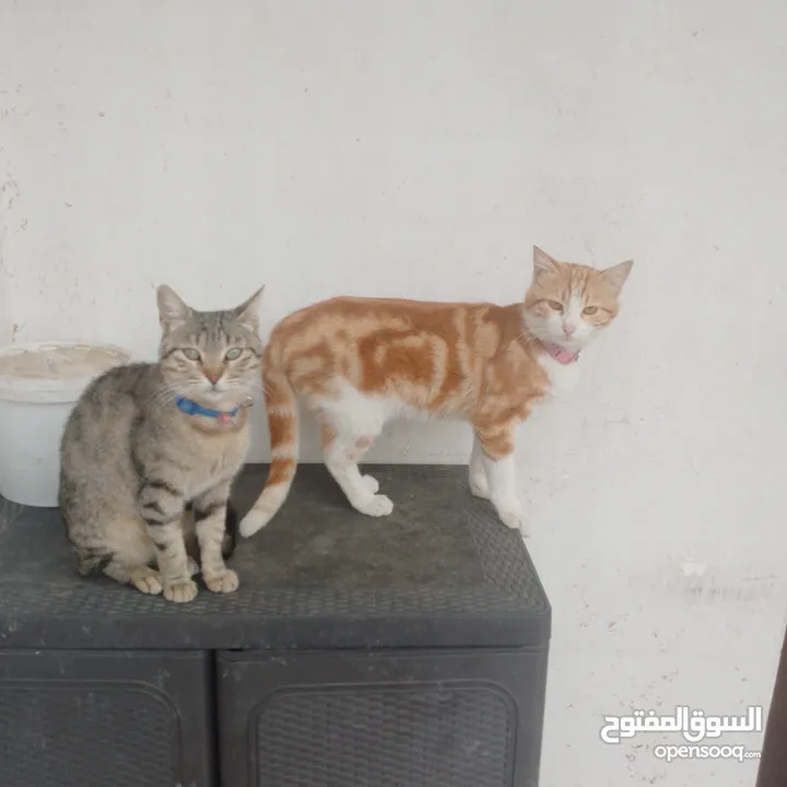 قطط منزليه اليفه تعيش في المنزل