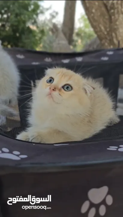 Scottish fold سكوتش فولد