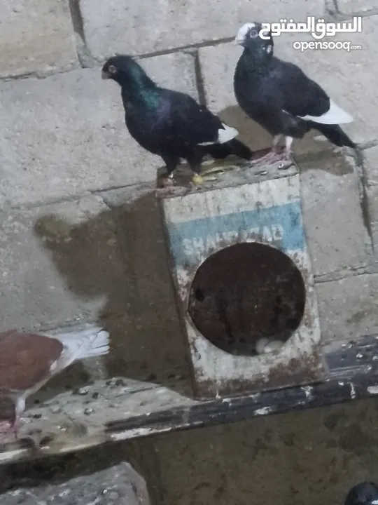 متاح سبع اجواز نضاف وشغالات