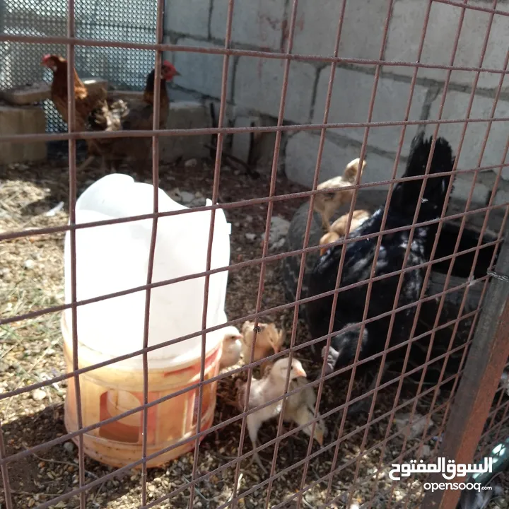 جاج بلدي مقنوة