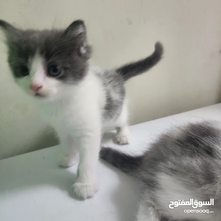 قطط شيرازي تركي صغيره للبيع kittens shiraze turkey for sale