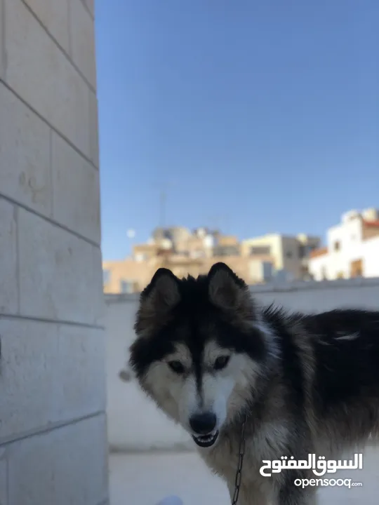 هاسكي مالمونت اليف جدا