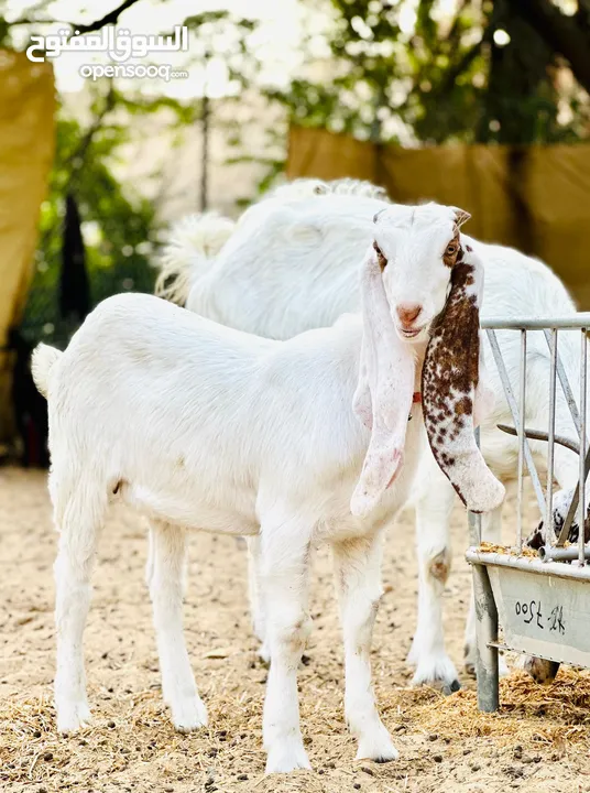 Goats and babies for sale