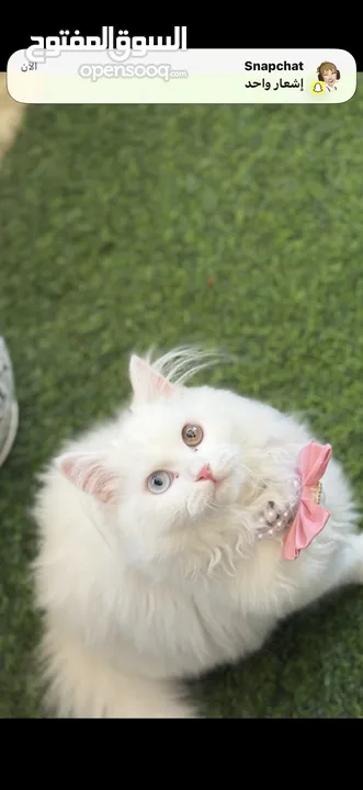 قطة شيرازي مع اغراضها