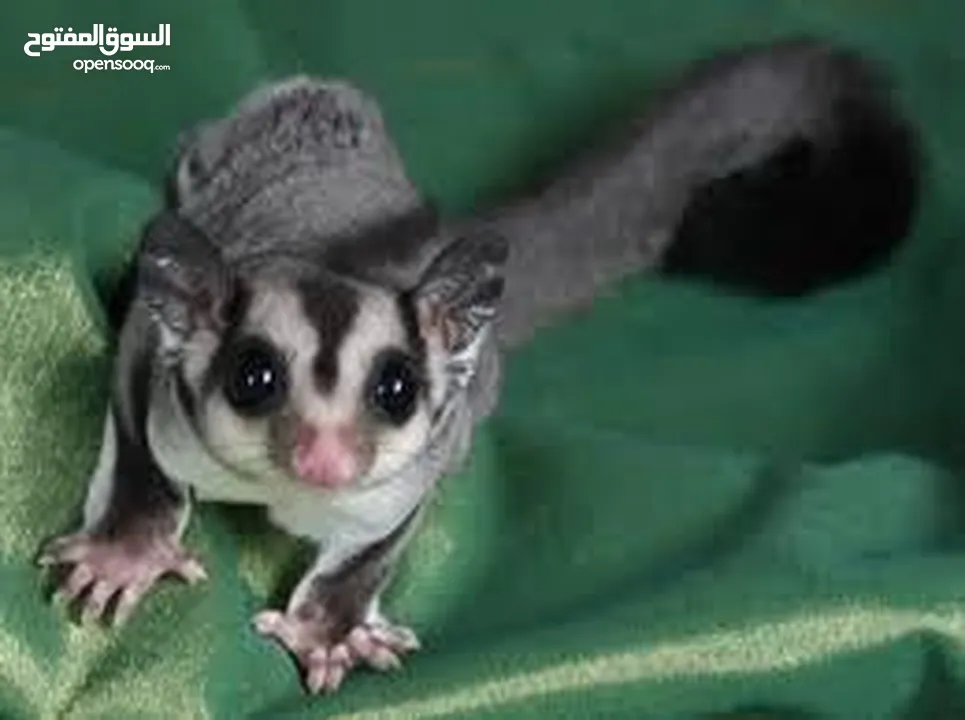 شوقر قلايدر  - sugar glider