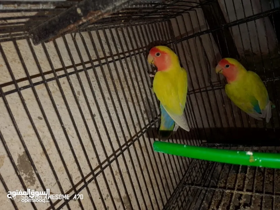 روز شغلات اربع جواز للبيع