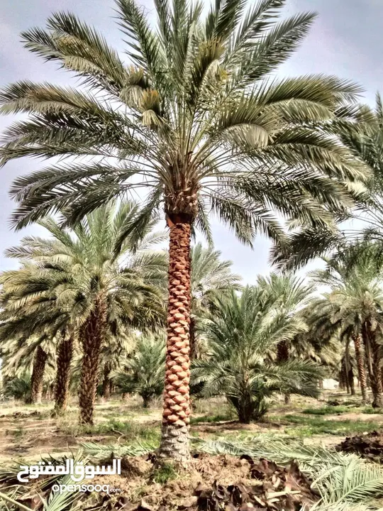 بيع نخيل مثمر وزينه وشنطونيا
