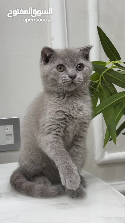 Scottish fold female