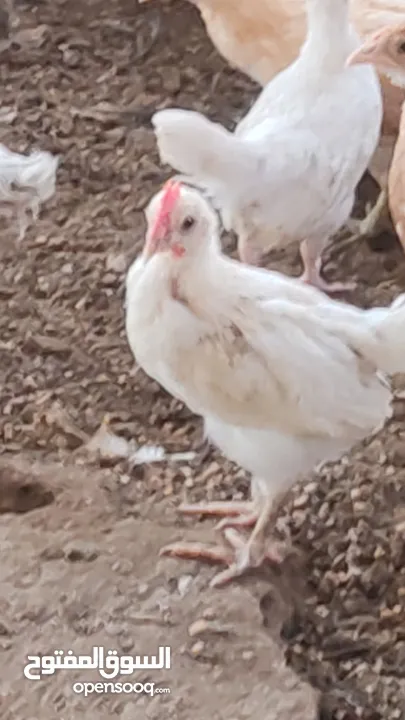 بيع  دجاج عماني