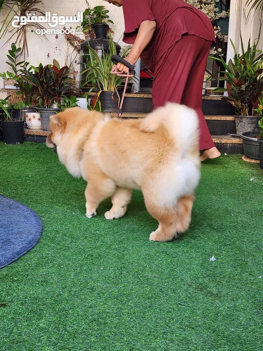 5 Months Chow Chow Giant Male & female puppies