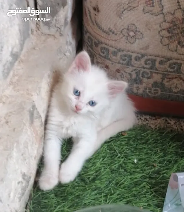 قطط شيرازي عمر 50 يوم