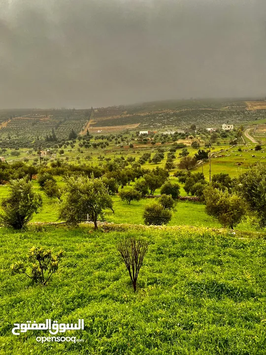 مزرعة للبيع طريق جرش الزرقا 5 دونم