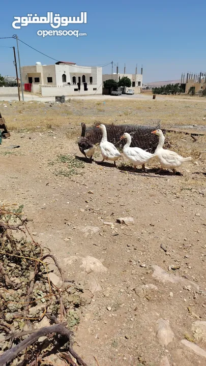 وز عدد 7 للبيع موجود في الكرك القصر