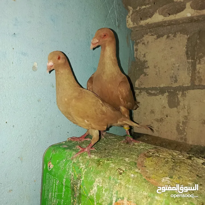 حمام زق لناس الغانمه