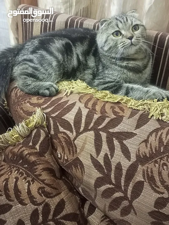 سكوتش فولد ماربل