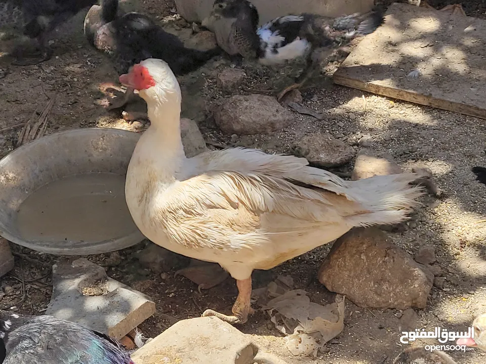 بطط مرتب لحم خرافي لانه مهتمين بغذائه يوجد أحجام مختلفه + يوجد حجل لحم مرتب + بيض بط+ بيض حجل