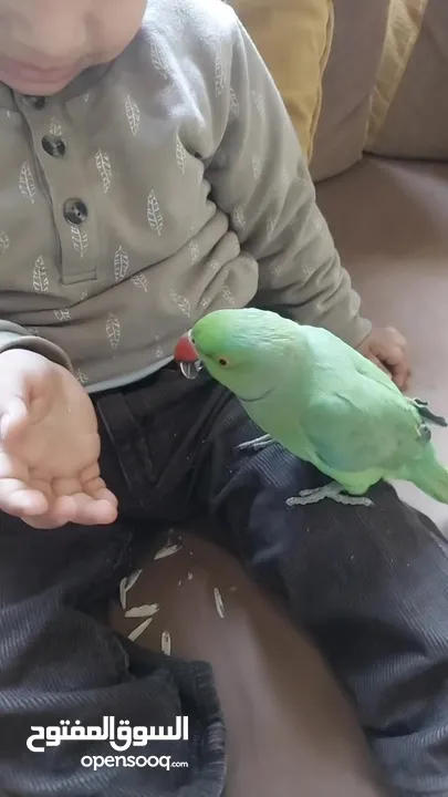 ببغاء درارة هندي ذكر اسمو كوكو عمر سنتين مطوق اليف جدا ما بعض نهائي لعوب بحب الاطفال