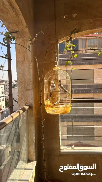 عصافير كوكتيل ذكور مدربين العمر سنة