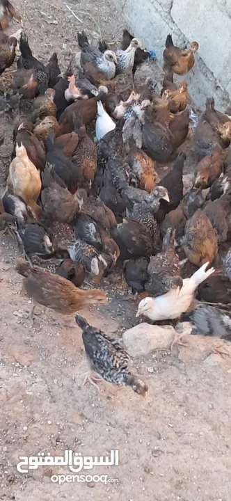 صيصان جاج بلدي