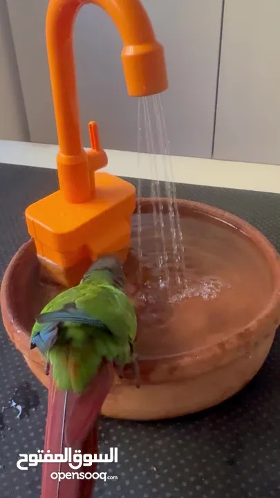 ببغاء جرين شيك نورمال