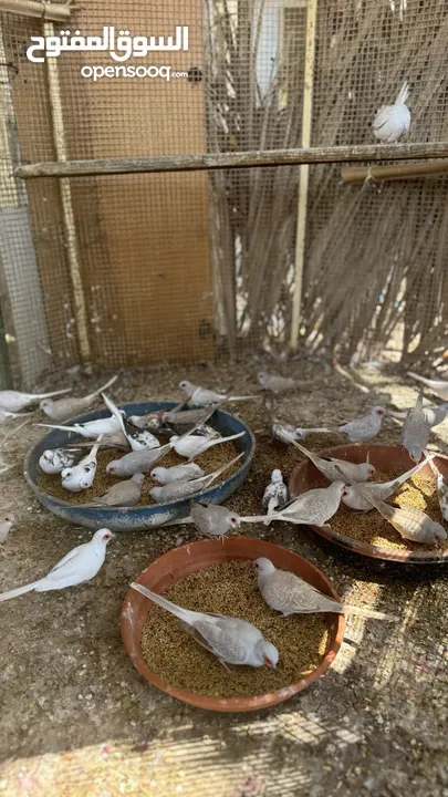 Dove bird pigeon دوف مكس للمهتمين للتربية منتج