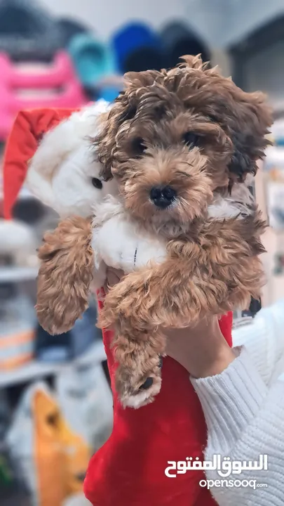 Maltipoo male