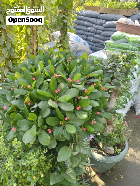 Garden Mantince New Garden