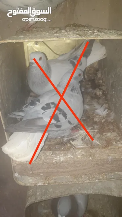 حمام مشكل للبيع  مستعجل  اقرا الوصف عدد 37 بيع مستعجل