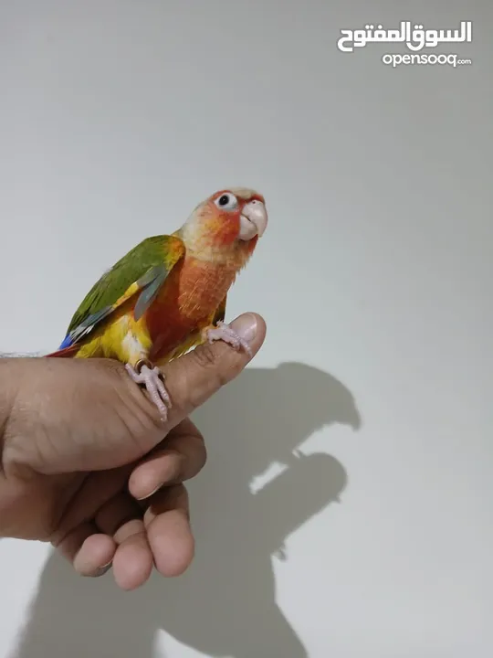 pineapple conure red factor