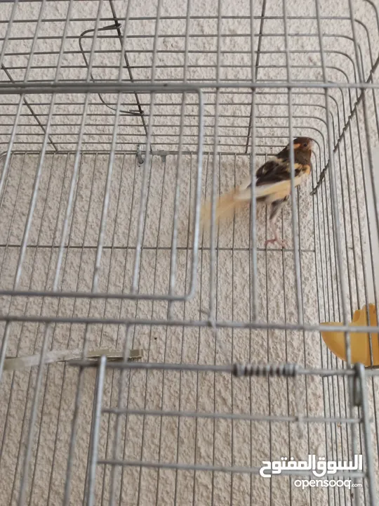 طيور كناري جاهزة بحالة وصحة جيدة