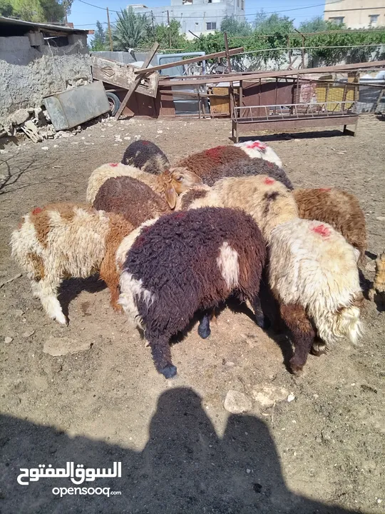 خرفان وعبور