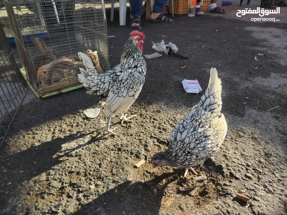 ديك وجاجه شبرايت للبيع الزرقاء حي شاكر
