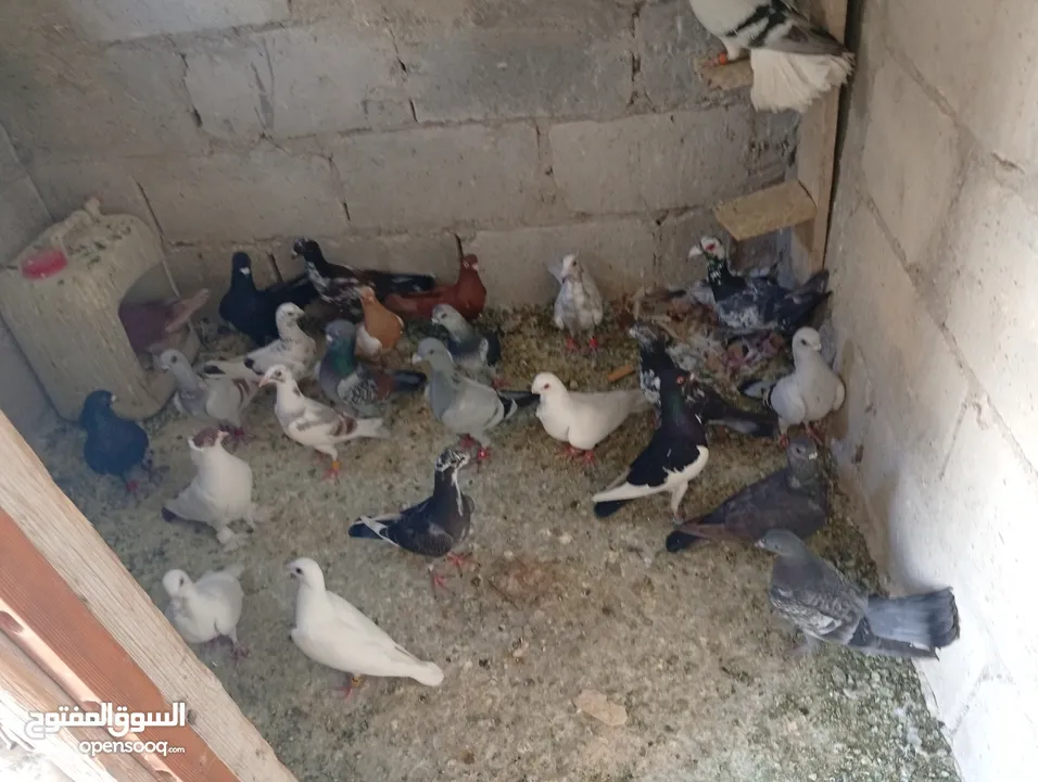 حمام للبيع الوان كش  طيور حمام