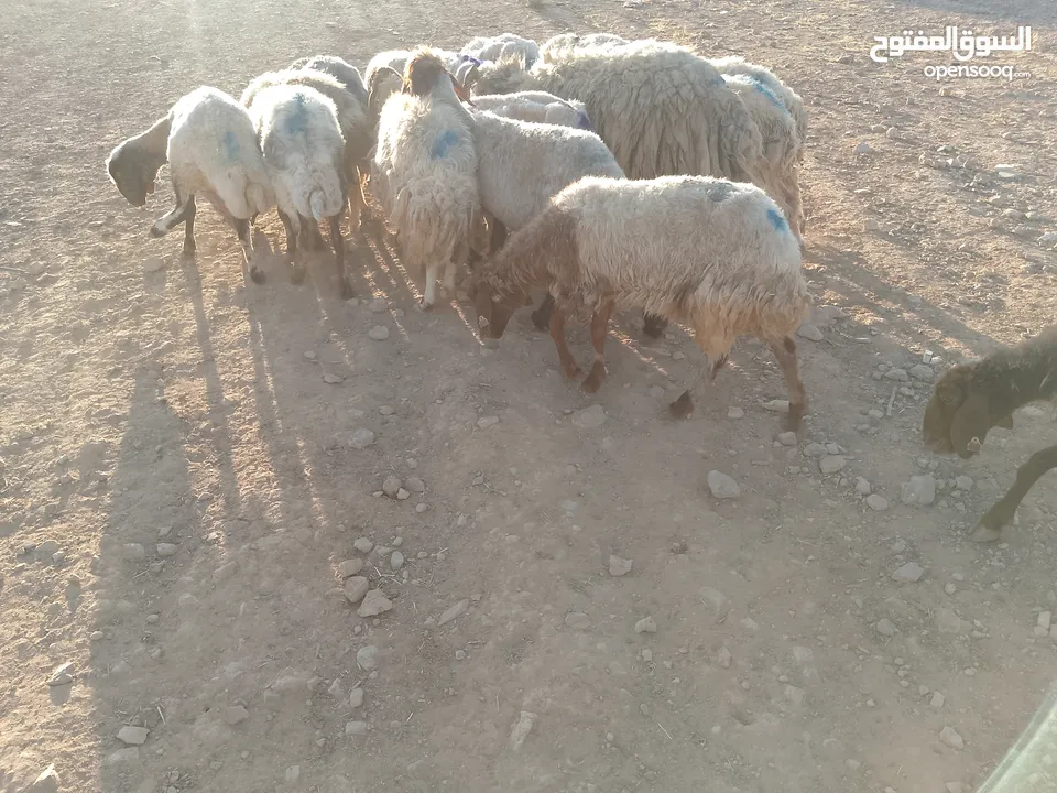بلدي نفس الصور بالضبط عقائق ومناسبات ونذر اوزان 20 ل30 لحم صافي