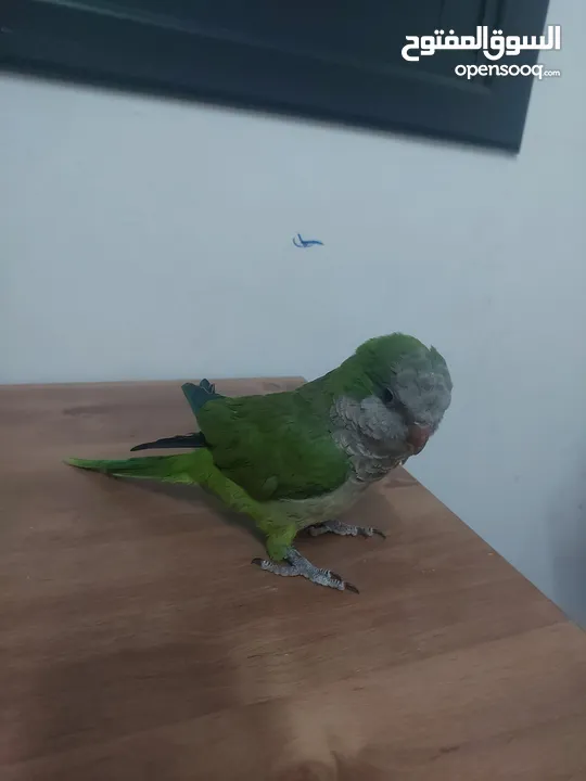 ببغاء كوكر