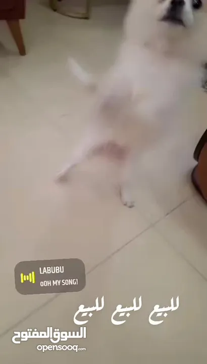 بوميرينيان للبيع