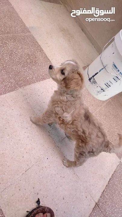 كلب عمر شهرين بيور