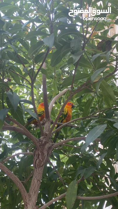 Two sun conures with everything