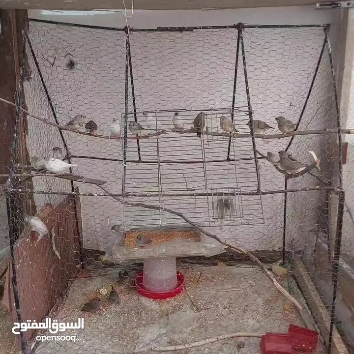 طيور جنه 15جوز. 30طير