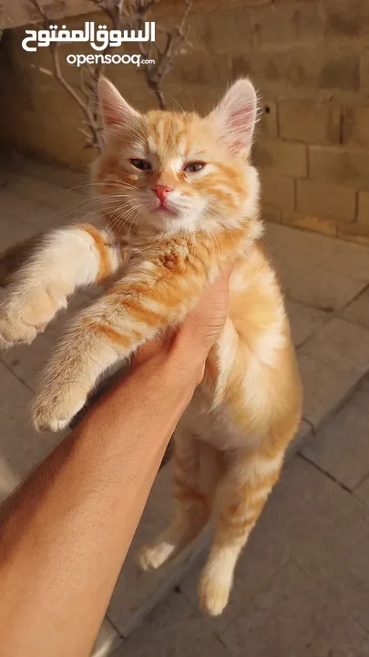 تبني قطشيىازي