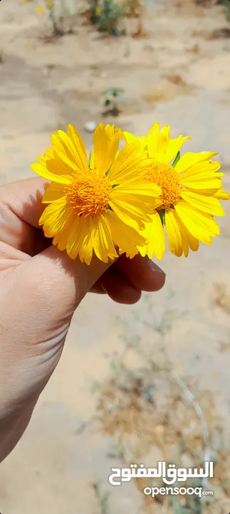 ورد أصفر 2025