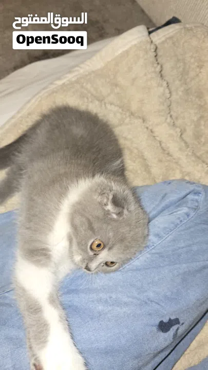 Scottish fold female kitten 3 month old