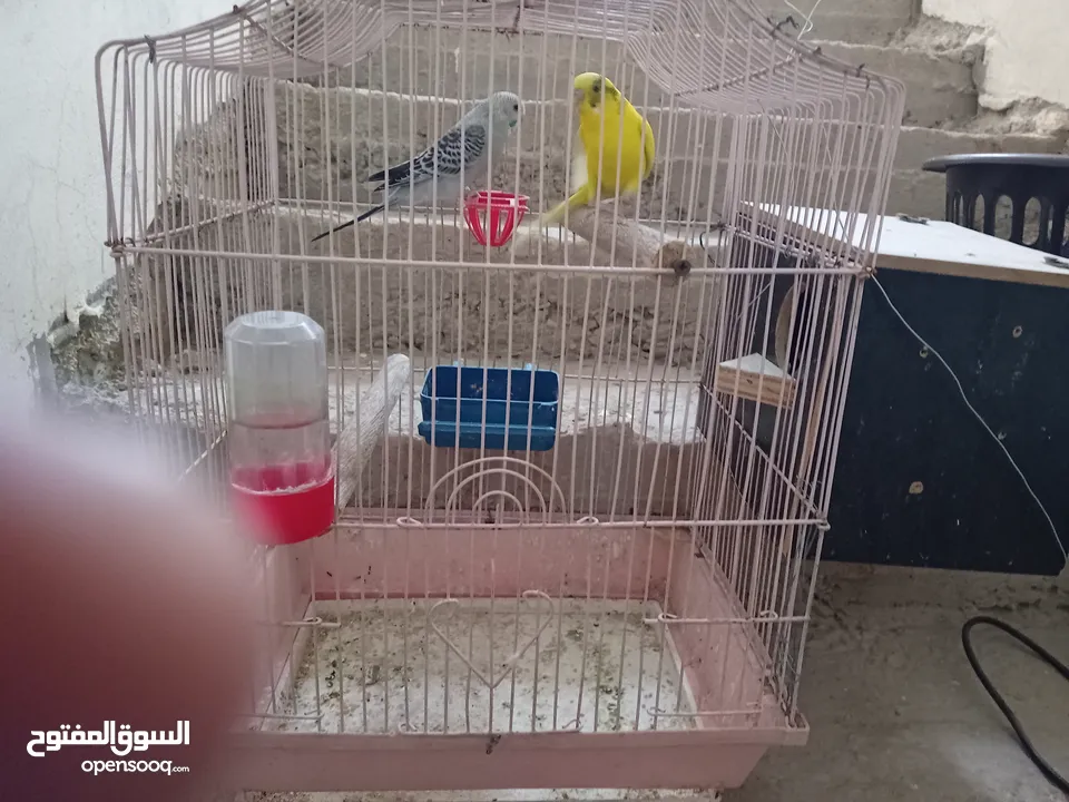طيورحب  للبيع
